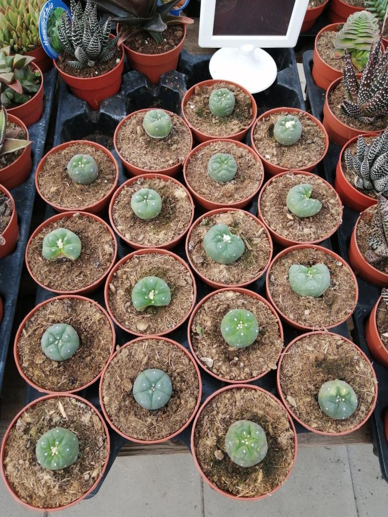 Peyote — image 4 of 4