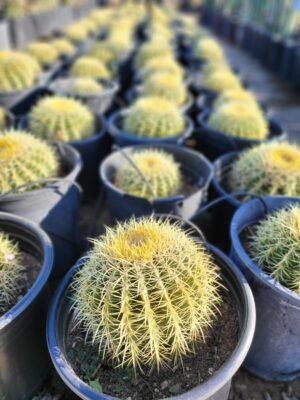 Golden Barrel Cactus