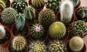 Rare Cactus