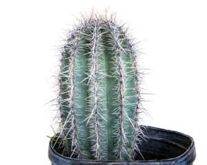 Saguaro Cactus