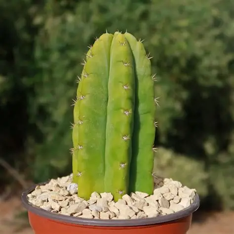 San Pedro Cactus — image 2 of 4