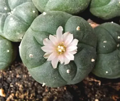 Peyote