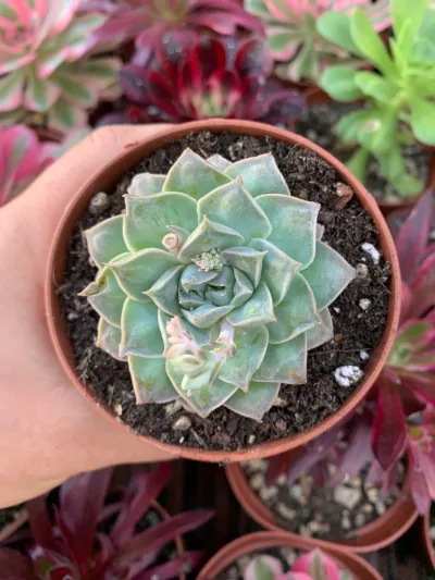 Echeveria "Sugar Heart Velvet"