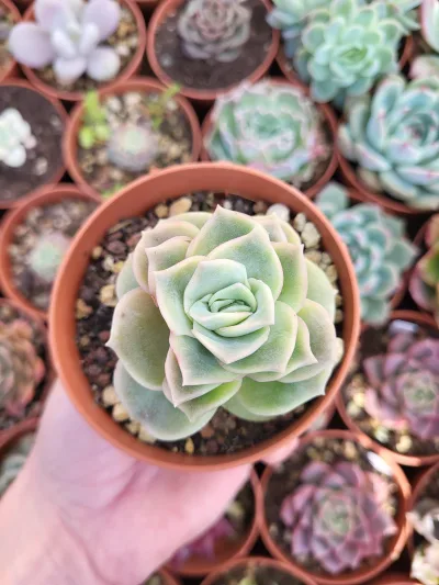 Graptoveria "Lovely Rose"