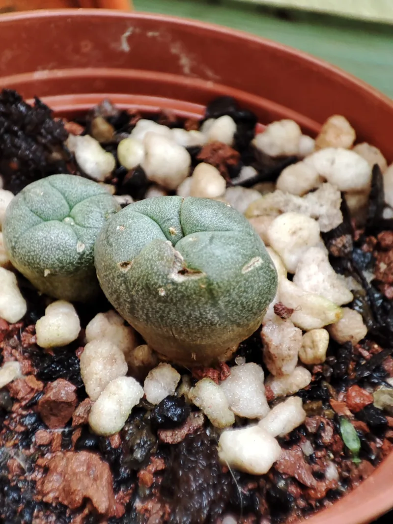 Peyote — image 2 of 4