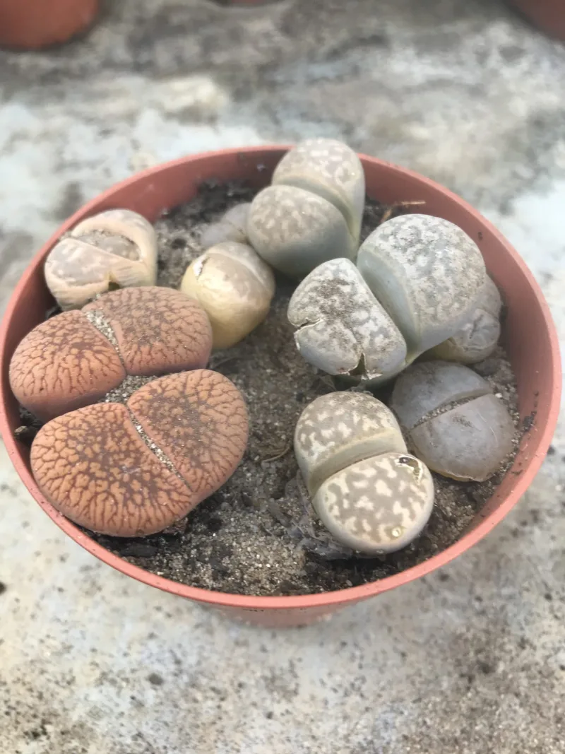 Lithops (Living Stones) — imagem 1 de 2
