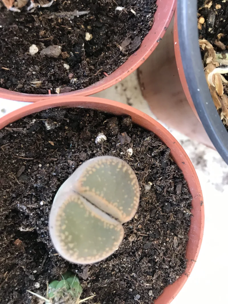 Lithops (Living Stones) — imagem 2 de 2